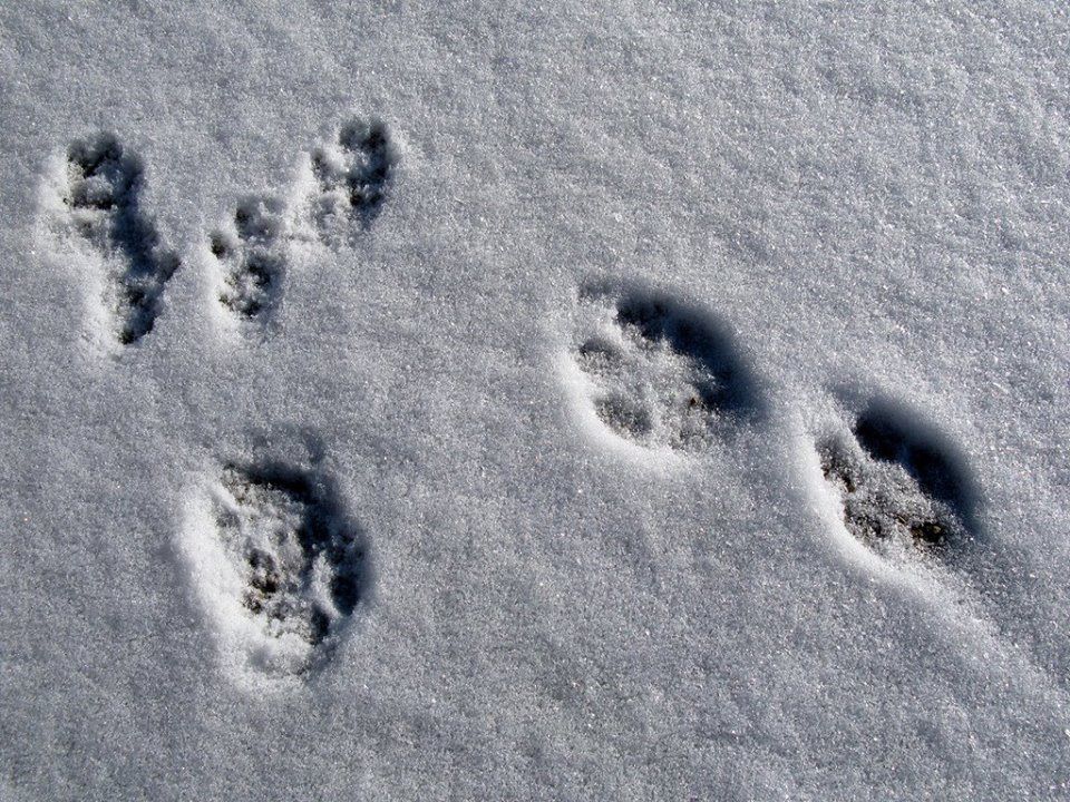 Scat & Tracks in the 'dacks